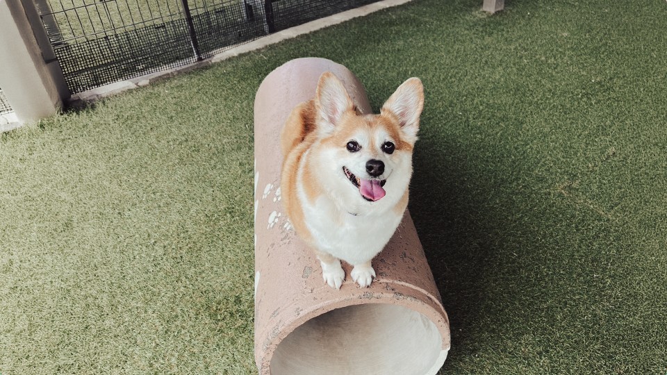 すべての犬種がのびのび遊べる岐阜最大級のドッグラン